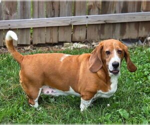 Basset Hound Dogs for adoption in Brookville, OH, USA