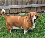 Small Basset Hound