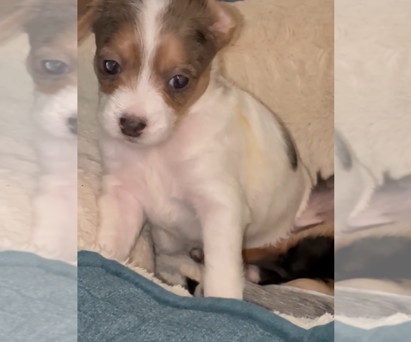 Medium Photo #24 German Hunting Terrier-Lowchen Mix Puppy For Sale in HENRICO, VA, USA