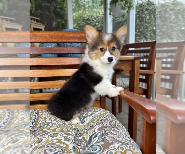 Medium Photo #1 Pembroke Welsh Corgi Puppy For Sale in NOBLESVILLE, IN, USA