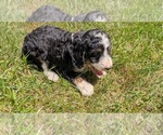 Small #8 Miniature Bernedoodle