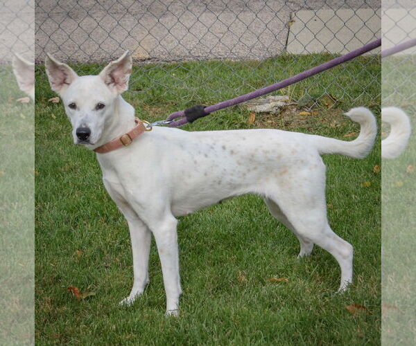 Medium Photo #2 Boxer-Unknown Mix Puppy For Sale in Huntley, IL, USA