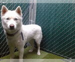 Small Siberian Husky