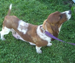 Mother of the Basset Hound puppies born on 05/07/2026