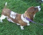 Small Photo #1 Basset Hound Puppy For Sale in ORRVILLE, OH, USA