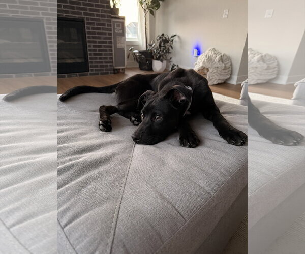 Medium Photo #4 Mutt Puppy For Sale in St. Louis Park, MN, USA