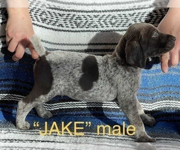 Medium Photo #10 German Shorthaired Pointer Puppy For Sale in WOODLAND PARK, CO, USA