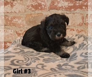 Schnauzer (Miniature) Puppy for sale in LAKEVILLE, OH, USA