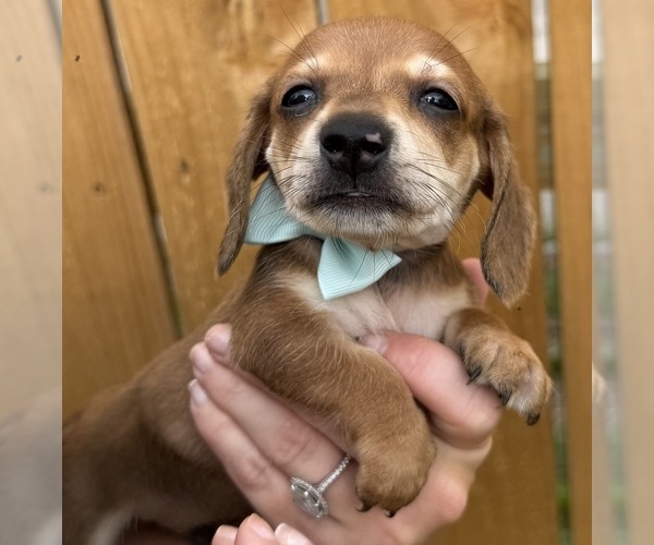 Medium Photo #1 Dachshund Puppy For Sale in STEINHATCHEE, FL, USA
