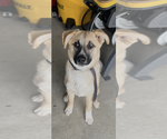 Small #4 German Shepherd Dog Mix