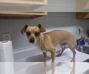 Chihuahua Dogs for adoption in Augusta, GA, USA