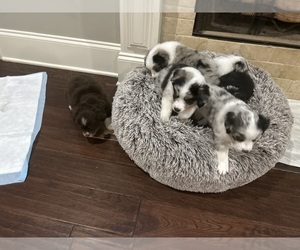 Miniature Australian Shepherd Puppy for sale in MADISONVILLE, LA, USA