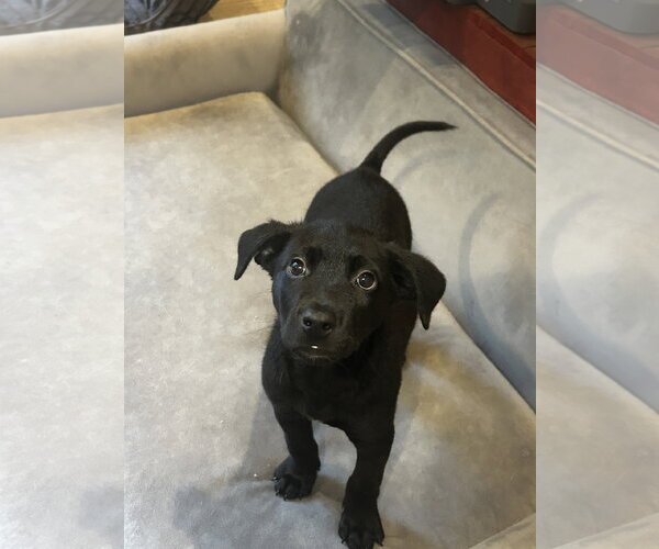 Medium Photo #7 Labrador Retriever-Unknown Mix Puppy For Sale in Hillsboro, MO, USA