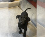 Small #6 Labrador Retriever Mix
