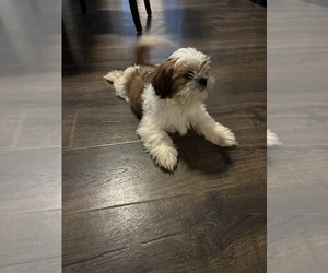 Shih Tzu Puppy for sale in ALDAN, PA, USA