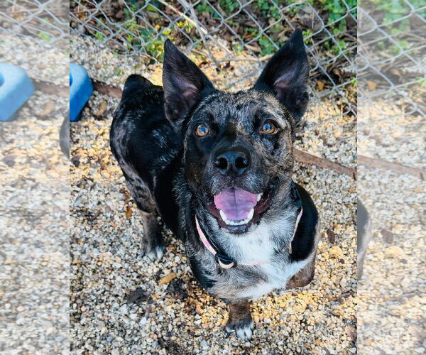 Medium Photo #4 Dachsahoula Puppy For Sale in Oakhurst, NJ, USA