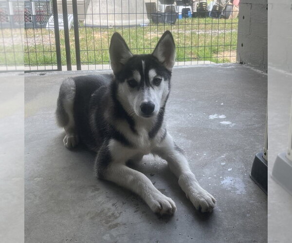 Medium Photo #1 Siberian Husky Puppy For Sale in Yardley, PA, USA
