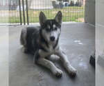 Jenna - Female Siberian Husky Dog for Adoption - Small photo