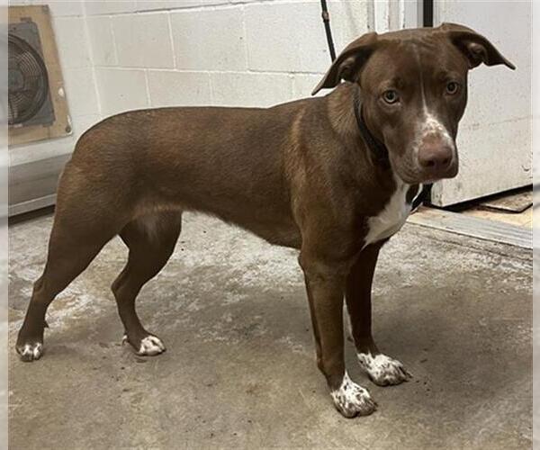 Medium Photo #1 Border Collie-Unknown Mix Puppy For Sale in San Andreas, CA, USA