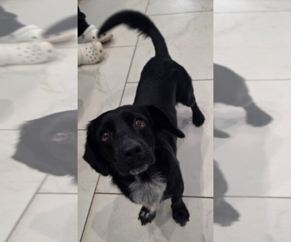 Medium Photo #1 Colonial Cocker Spaniel-Dachshund Mix Puppy For Sale in Lakewood, CO, USA