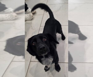 Colonial Cocker Spaniel-Dachshund Mix Dogs for adoption in Lakewood, CO, USA