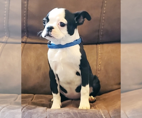 Medium Photo #1 Boston Terrier Puppy For Sale in AFTON, WY, USA