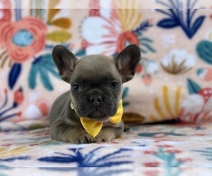 French Bulldog Puppy for sale in LANCASTER, PA, USA