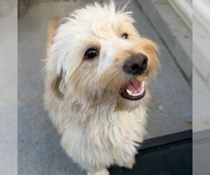 Gilbert - Male Maltese Dog for Adoption - Photo #3