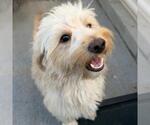Small Photo #3 Maltese Puppy For Sale in San Diego, CA, USA