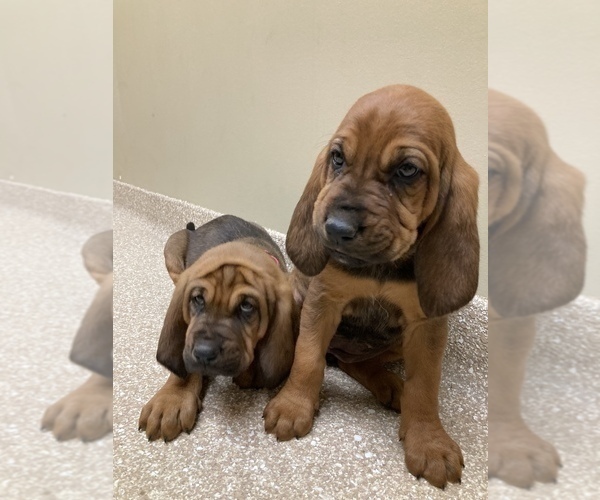 Medium Photo #3 Bloodhound Puppy For Sale in COLLINSVILLE, AL, USA