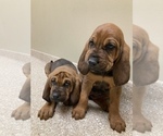 Small Photo #3 Bloodhound Puppy For Sale in COLLINSVILLE, AL, USA