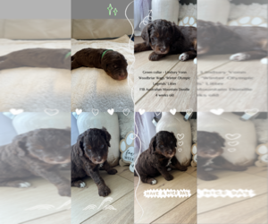 Medium Aussiedoodle Miniature -Bernedoodle (Miniature) Mix