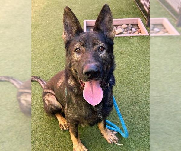 Medium Photo #1 German Shepherd Dog-Unknown Mix Puppy For Sale in Sacramento, CA, USA
