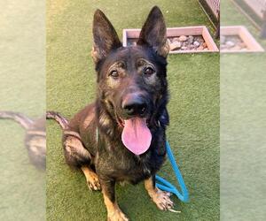 German Shepherd Dog-Unknown Mix Dogs for adoption in Sacramento, CA, USA