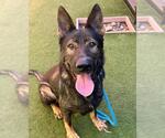 *ALDO - Male German Shepherd Dog-Unknown Mix Dog for Adoption - Small photo