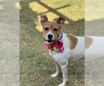 Small #1 American Pit Bull Terrier Mix