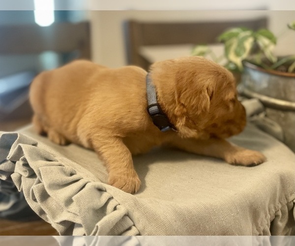 Medium Photo #6 Golden Retriever Puppy For Sale in BUFFALO, MO, USA