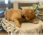 Puppy Blue Boy Golden Retriever