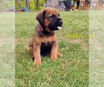 Small #16 Doberman Pinscher-Mastiff Mix
