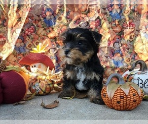 Yorkshire Terrier Puppy for sale in FORT GIBSON, OK, USA