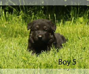 German Shepherd Dog Puppy for Sale in LAKEVILLE, Ohio USA
