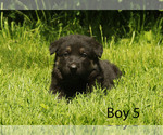 Image preview for Ad Listing. Nickname: Baby Zeus