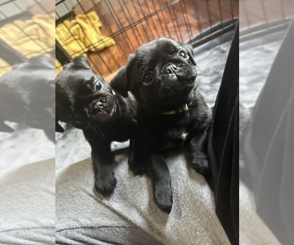 Medium Photo #8 Pug Puppy For Sale in BLOOMINGTON, IL, USA