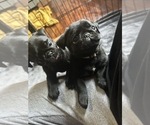 Small #7 Pug