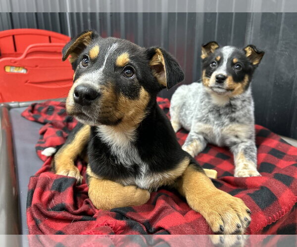 Medium Photo #13 Mutt Puppy For Sale in Highland, IL, USA