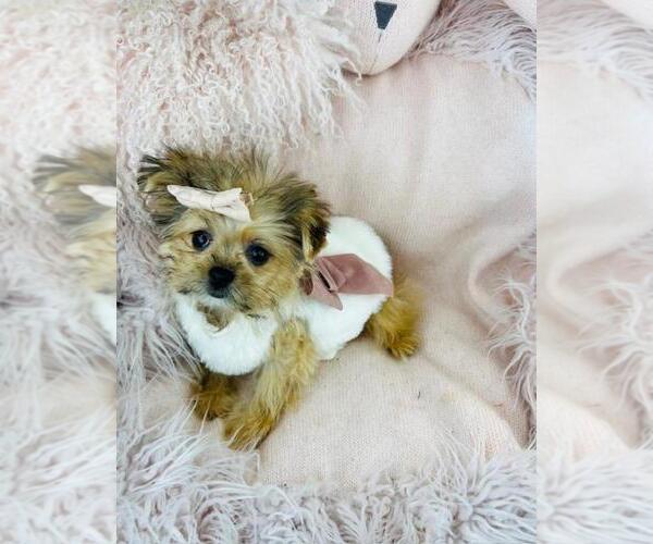 Medium Photo #16 Maltipoo Puppy For Sale in MIAMI BEACH, FL, USA