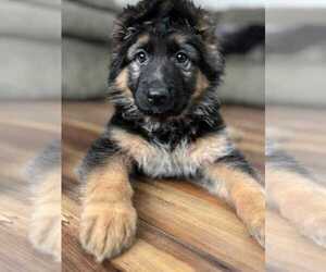 German Shepherd Dog Puppy for sale in HERNDON, VA, USA