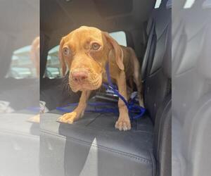 American Staffordshire Terrier-Unknown Mix Dogs for adoption in Grand Prairie, TX, USA