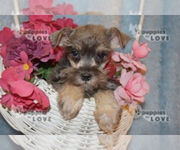 Medium Photo #9 Schnauzer (Miniature) Puppy For Sale in SANGER, TX, USA