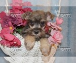 Small Photo #9 Schnauzer (Miniature) Puppy For Sale in SANGER, TX, USA